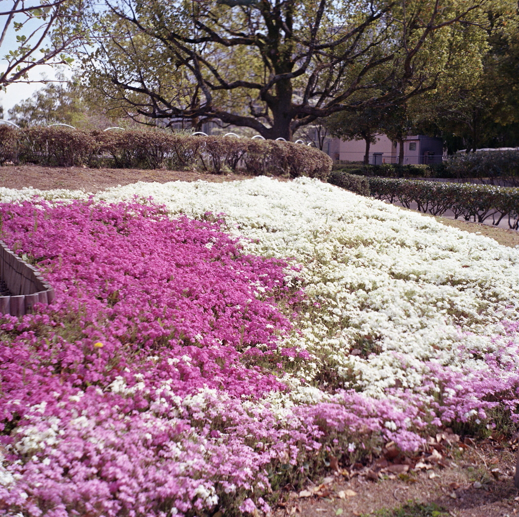 紅白の芝桜