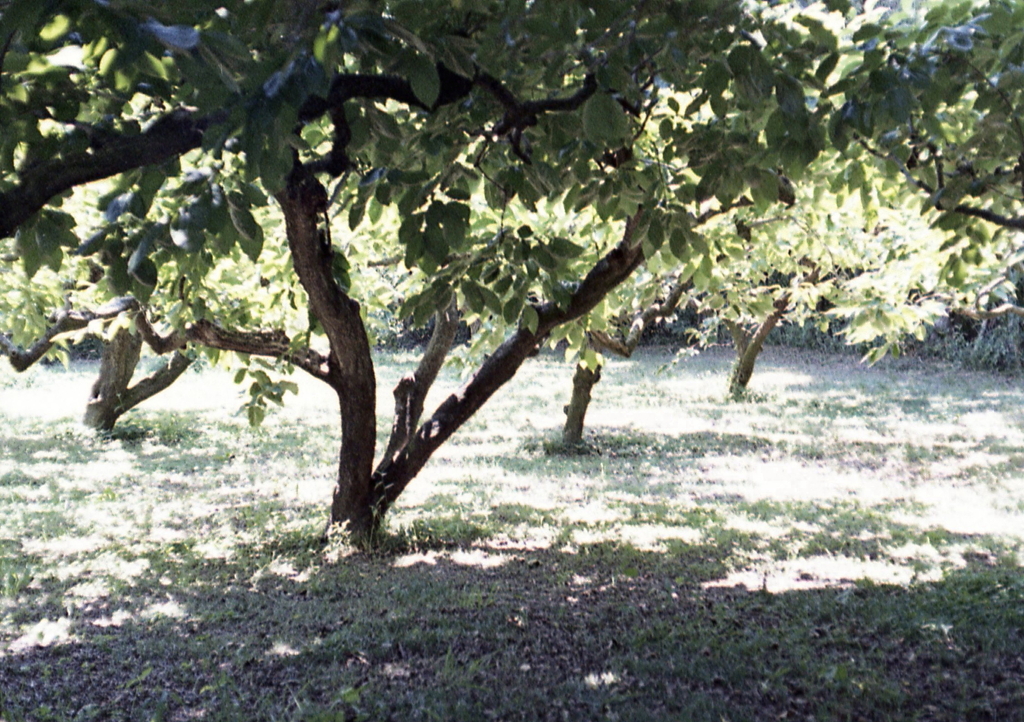 この木陰は何の木なんだろうか？