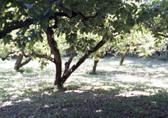 この木陰は何の木なんだろうか？