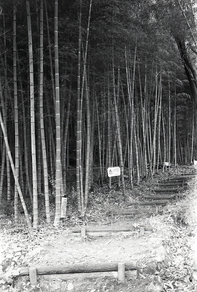 竹林散策でも…