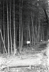 竹林散策でも…