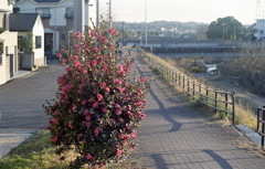 散歩道の山茶花