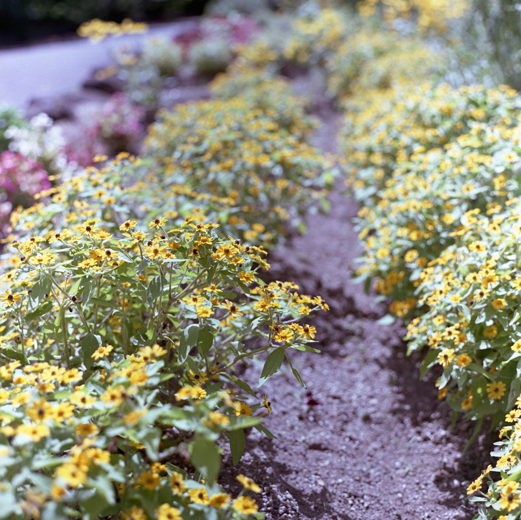 夏の花々　　～東谷山フルーツパークにて。