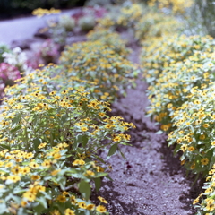 夏の花々　　～東谷山フルーツパークにて。