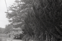 伐採前の石垣の樹木　～松阪市蛸路