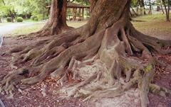 逞しい大樹の根源