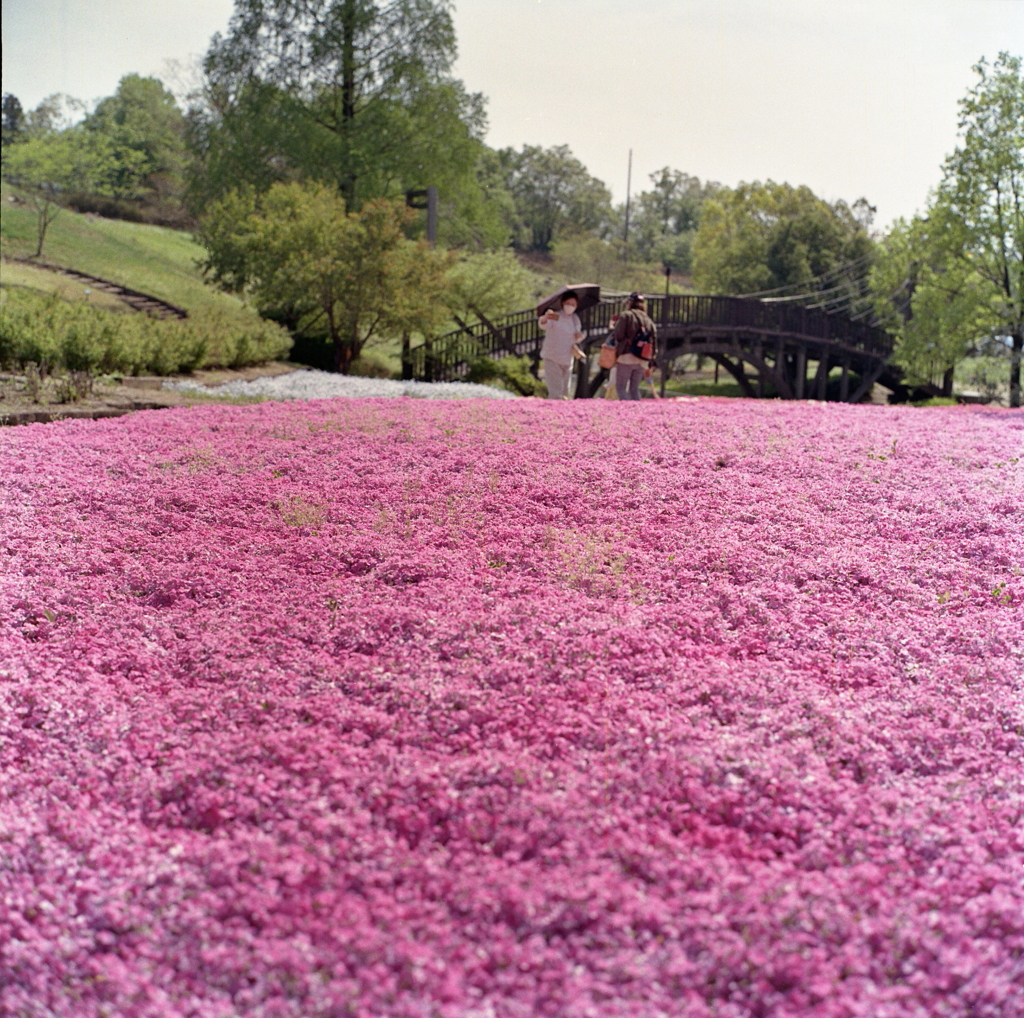 一面の芝桜