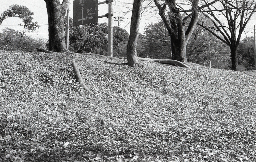 一面の落葉　～Fomapan RETROPAN320