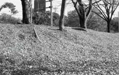 一面の落葉　～Fomapan RETROPAN320