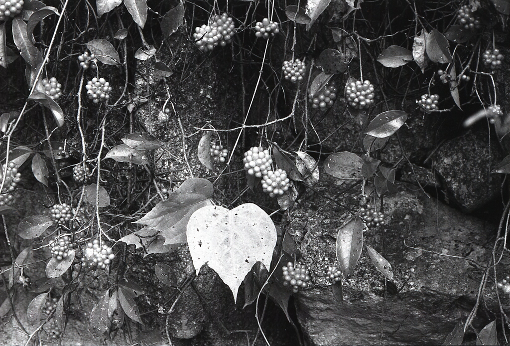 クロガネモチの蜜ではないかぁ？（汗