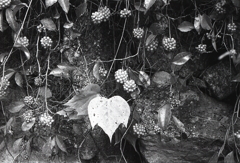 クロガネモチの蜜ではないかぁ？（汗