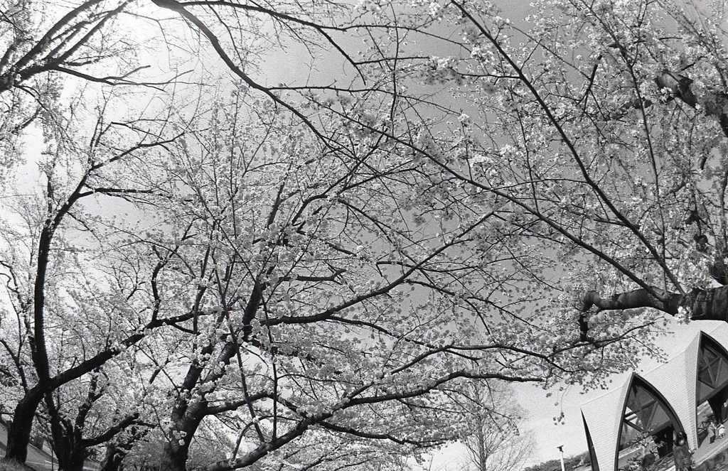 八分咲きの桜