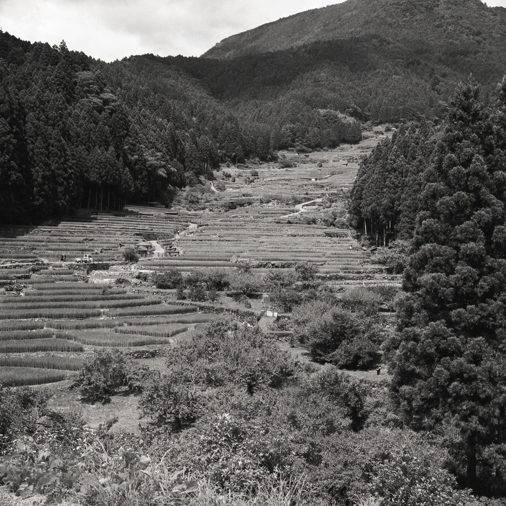 新城・四谷千枚田にとうちゃこ！
