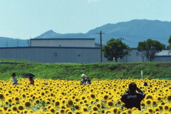 ひまわり畑のカメラマン　～2012年8月