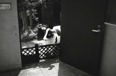 子牛を飼っておられるようで…（笑