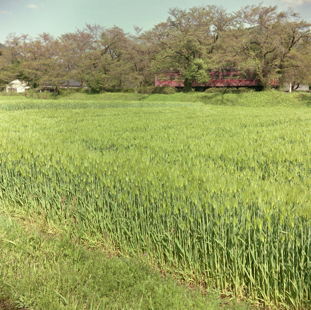 鮮やかな黄緑色は麦なんですね。