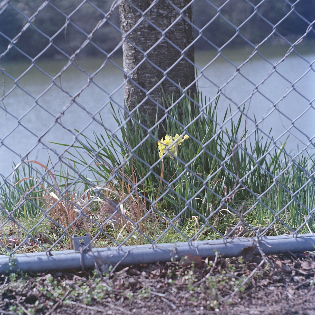 一番目を引いた花は…