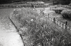 菖蒲池の雨模様