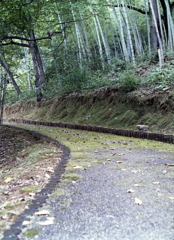 竹林へ落葉の道