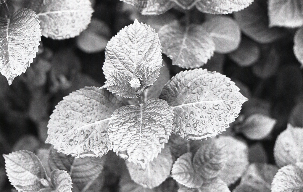 我が家の紫陽花