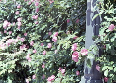 石ベンチに座ると赤い花