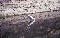 警戒する白鷺