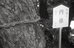 白山神社ご神木