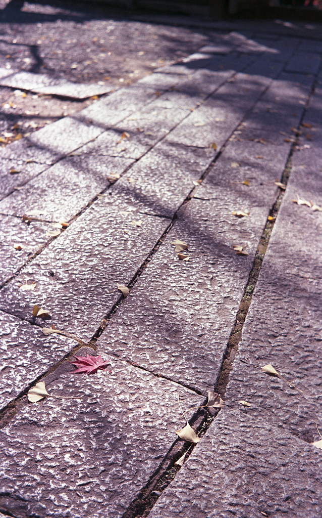 石参道のもみじ