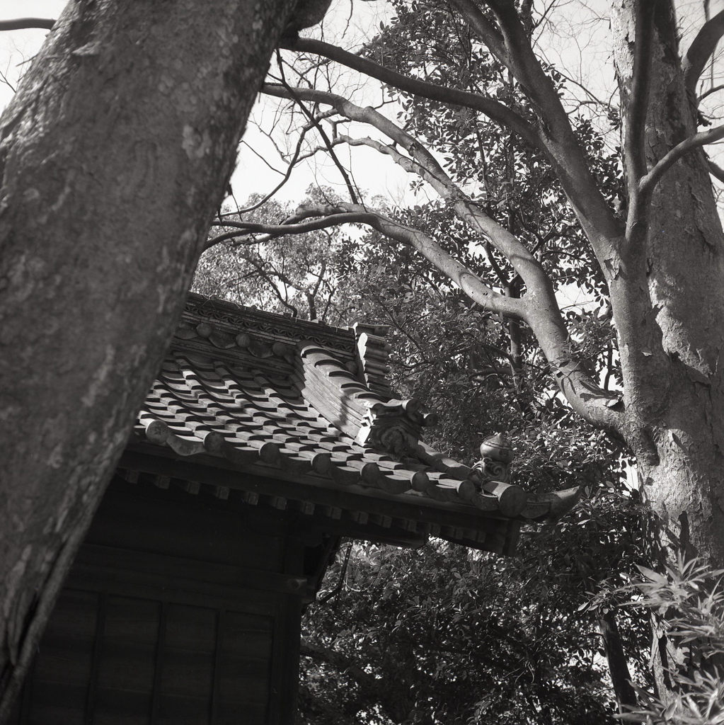 木々の間の瓦屋根（仁王門）