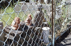 参道から外れ並ぶ地蔵