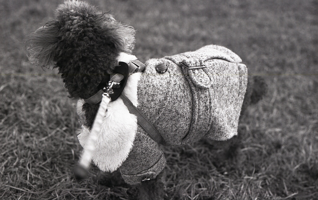 雪のつもる散歩道には…