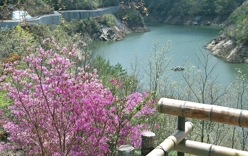 山ツツジとダム湖