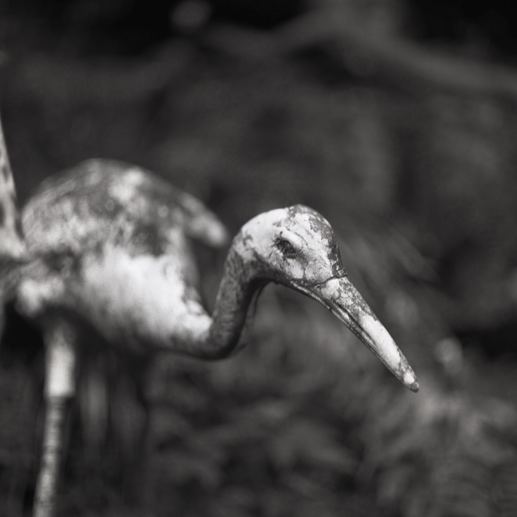 ずっと動かずに…鶴