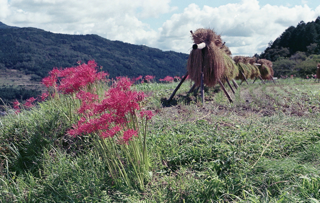稲架掛けと彼岸花