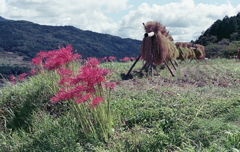 稲架掛けと彼岸花
