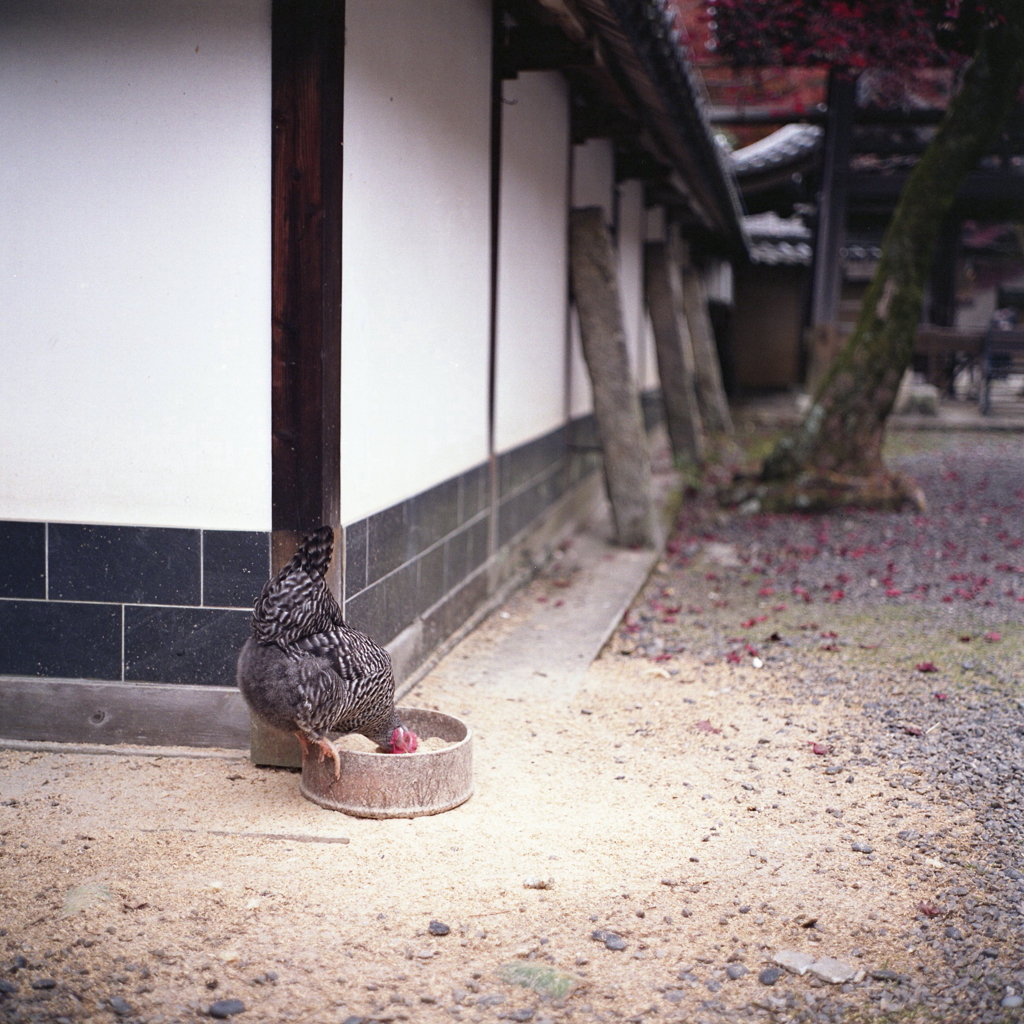 境内の鶏