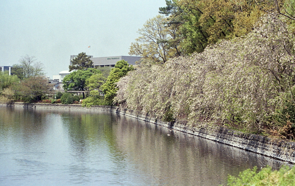 堀に並ぶ枝垂れ桜