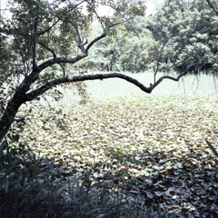 「睡蓮の池」　～小幡緑地東園「林の池」にて