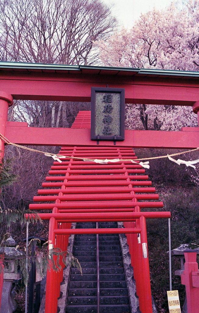 赤くつづく赤鳥居