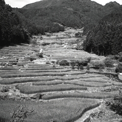 四谷千枚田