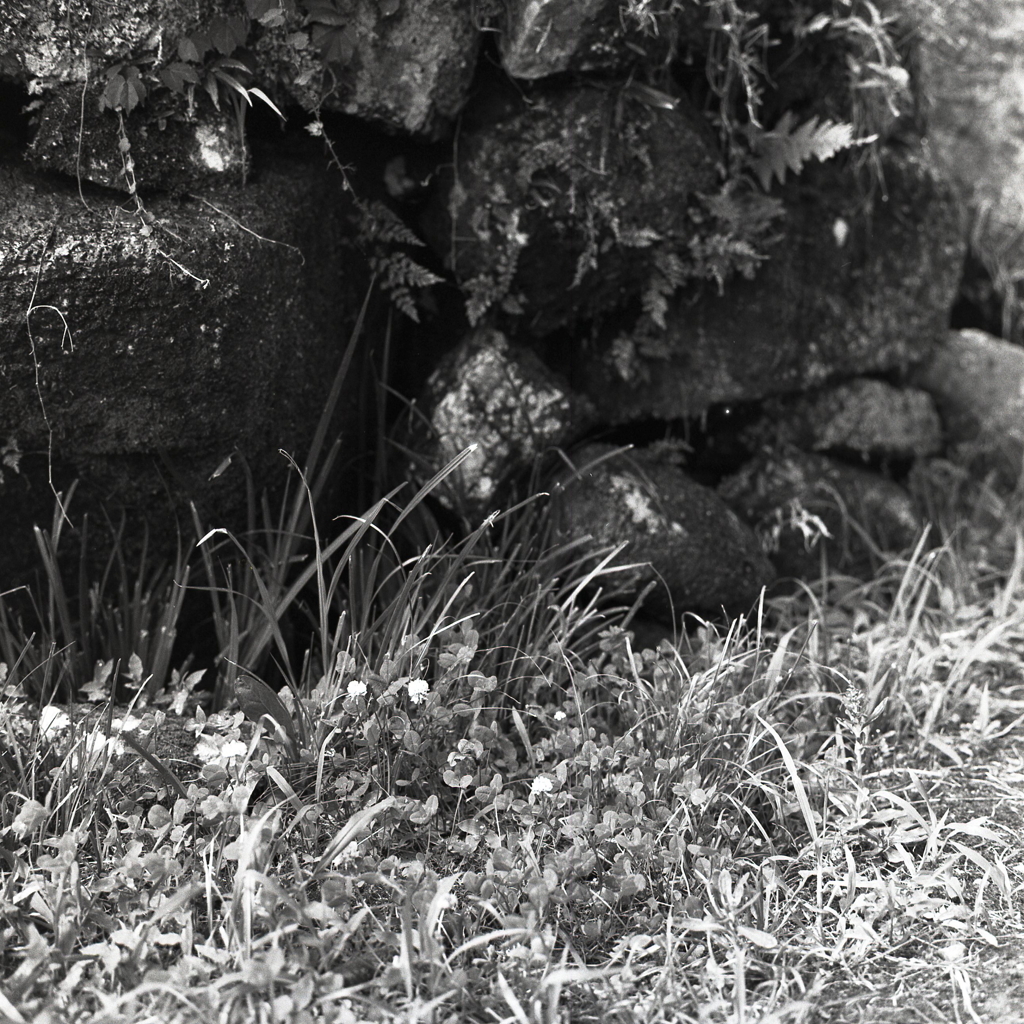 水滴る中にシロツメクサ