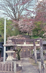 桜咲く頃でした。