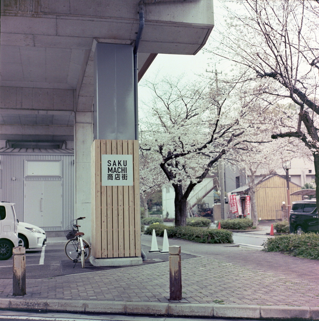 高架下には桜並木が…