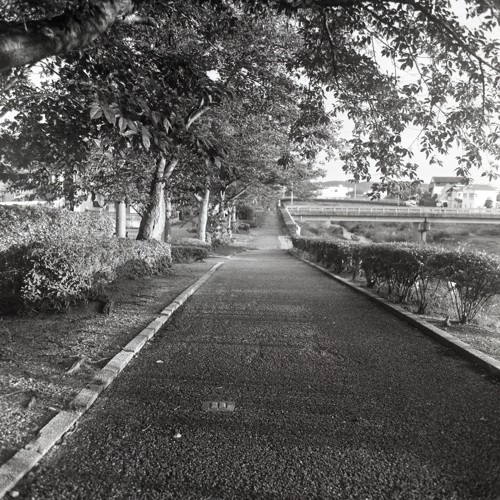 西日の差す散歩道