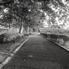 西日の差す散歩道