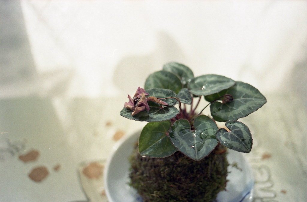 苔玉の枯れた花