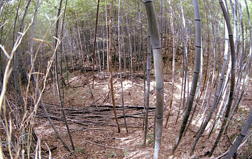 竹道から見える竹林