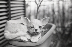 我が家のもう一匹のわんこ