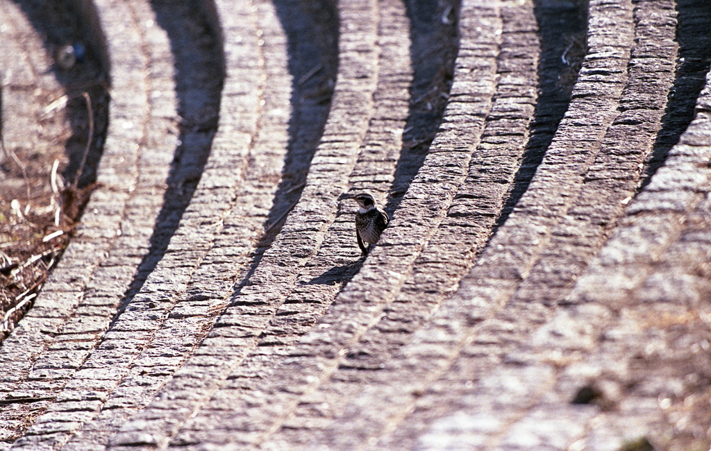 曲がり石暖にひっそりと
