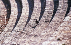 曲がり石暖にひっそりと